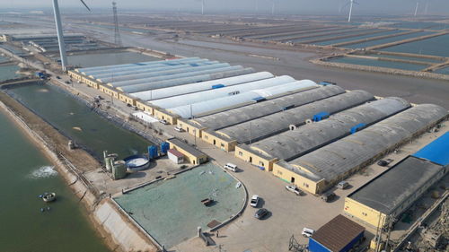 科技賦能，綠色轉(zhuǎn)型 東營市河口區(qū)以工廠化養(yǎng)殖與礦山技術(shù)走出鄉(xiāng)村振興新步伐